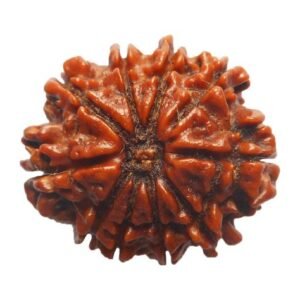 Dashamukhi Rudraksha (Nepal)