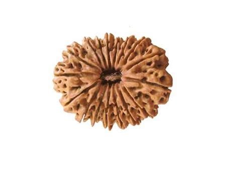 Saptadasha-Mukhi Rudraksha (Nepal)