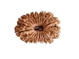 Ekona-Vimshati-Mukhi Rudraksha (19-Mukhi Nepal)