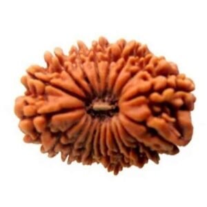 Vimshati-Mukhi Rudraksha (20-Mukhi Nepal)
