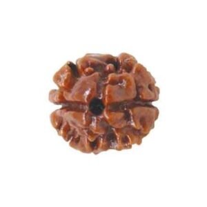 Dwi-Mukhi Rudraksha (Nepal)
