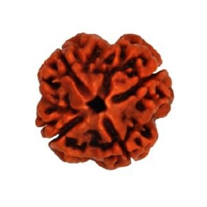 Chatur-Mukhi Rudraksha (Nepal)