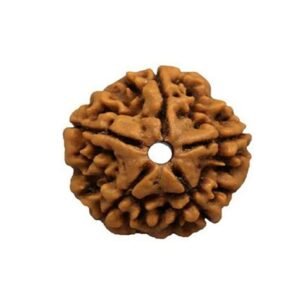 Panch-Mukhi Rudraksha (Indonesia)