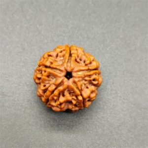 Panch-Mukhi Rudraksha (Nepal)