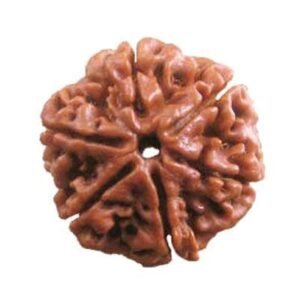 Shashtha-Mukhi Rudraksha (Nepal)