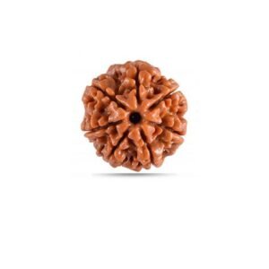 Saptamukhi Rudraksha (Nepal)