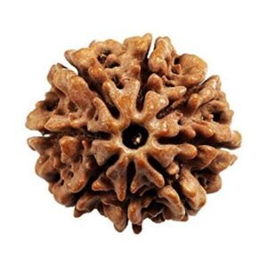 Ashta-Mukhi Rudraksha (Nepal)