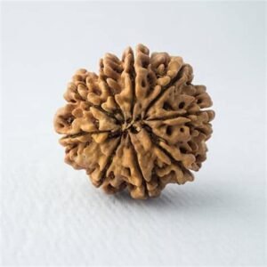 Navamukhi Rudraksha (Nepal)