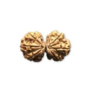 Gauri Shankar Rudraksha (Nepal Premium)