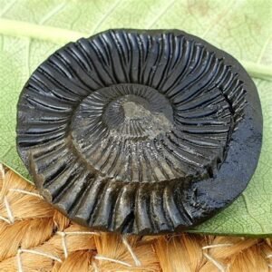 Premium Shaligram Shila