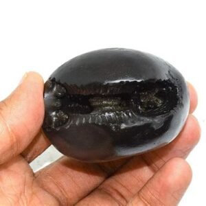 Shaligram Shila (Standard Fossil Certified)